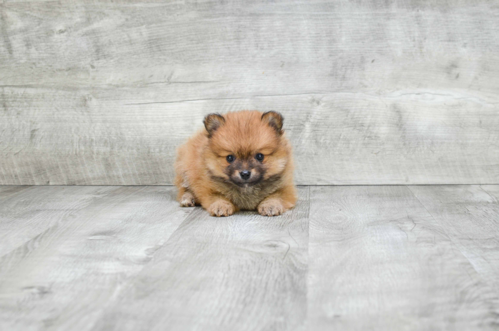 Akc Registered Pomeranian Purebred Pup