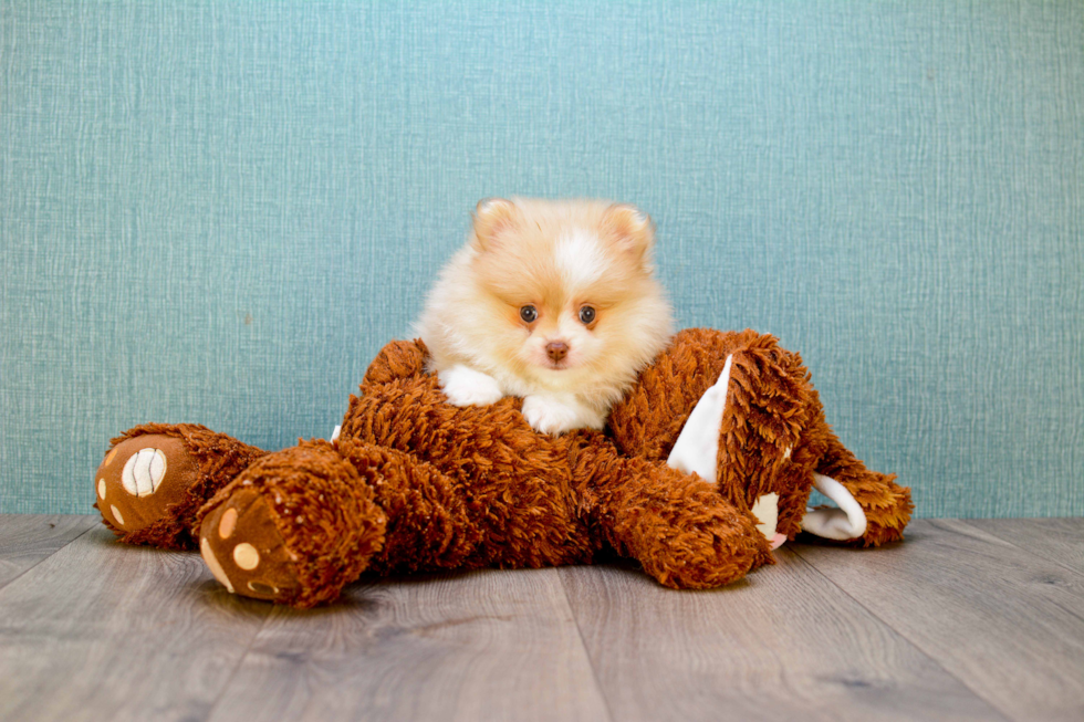 Pomeranian Puppy for Adoption