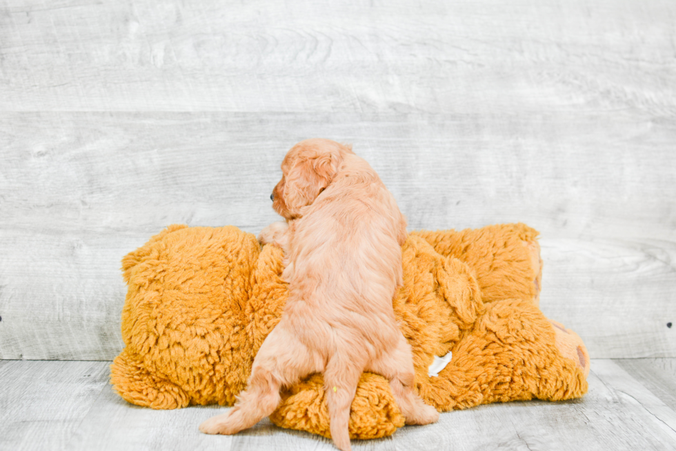 Energetic Cavoodle Poodle Mix Puppy