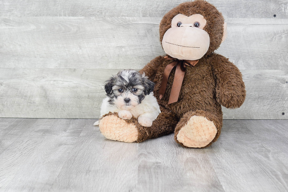 Teddy Bear Pup Being Cute