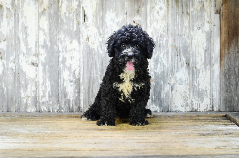 Mini Bernedoodle Pup Being Cute