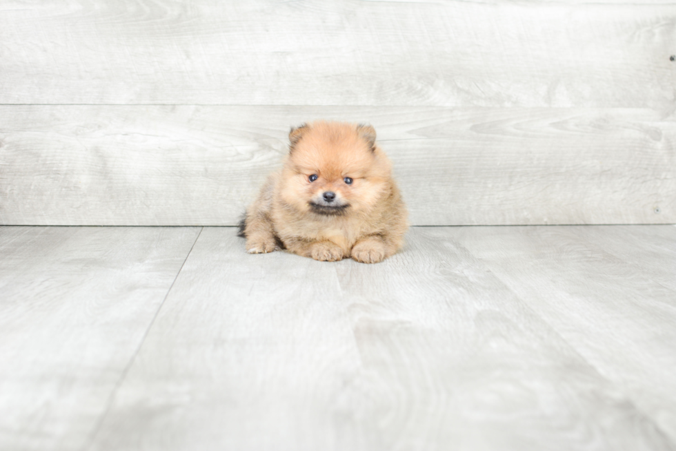 Friendly Pomeranian Baby