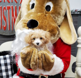 Small Maltepoo Poodle Mix Pup