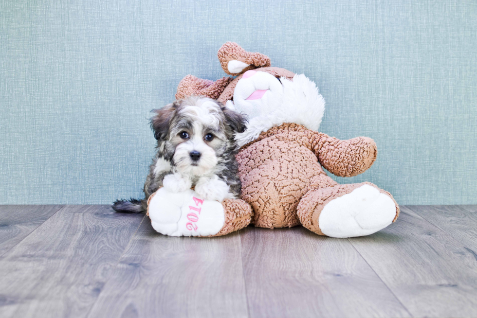 Havanese Pup Being Cute