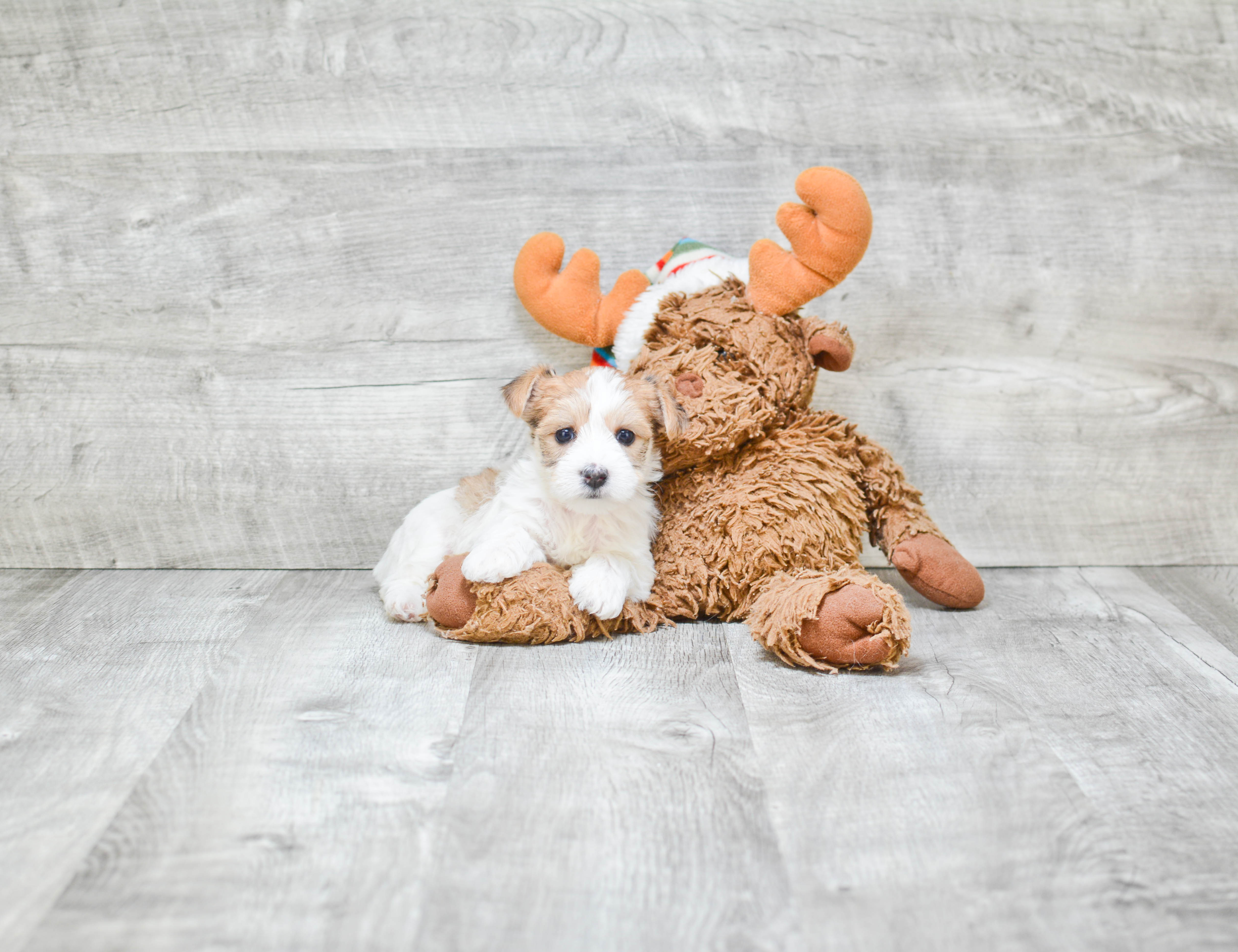 Petite Morkie Designer Pup