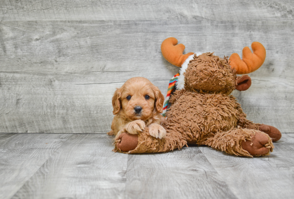 Best Cavapoo Baby