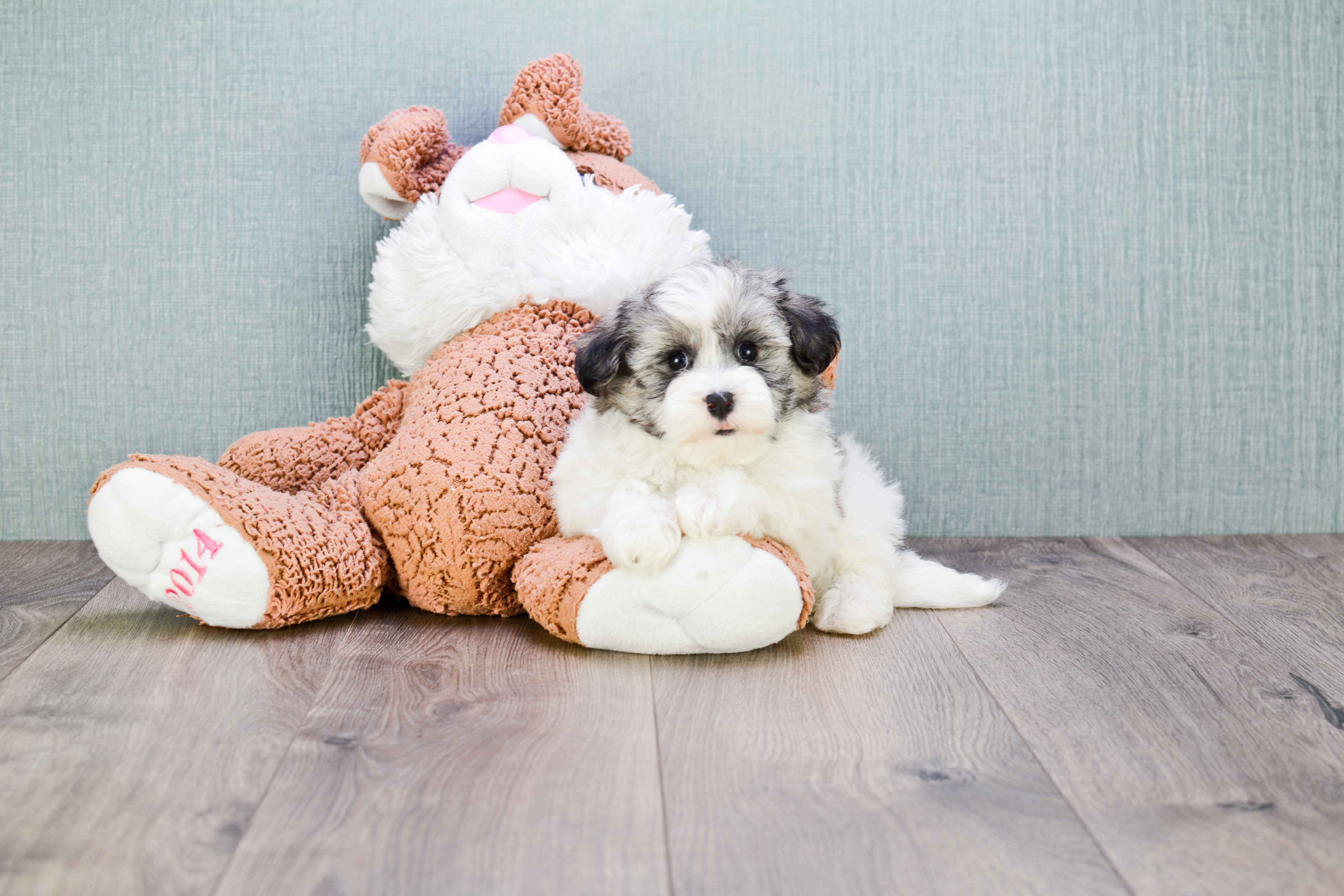 Little Havanese Baby