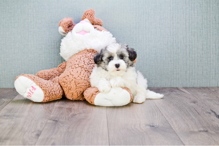 Little Havanese Baby