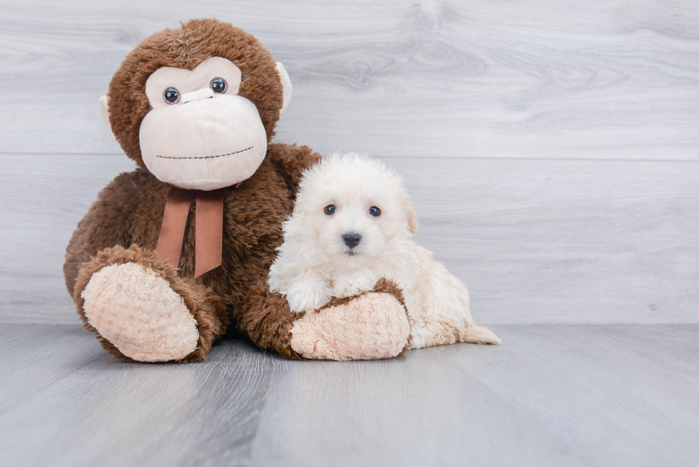 Petite Havanese Purebred Puppy