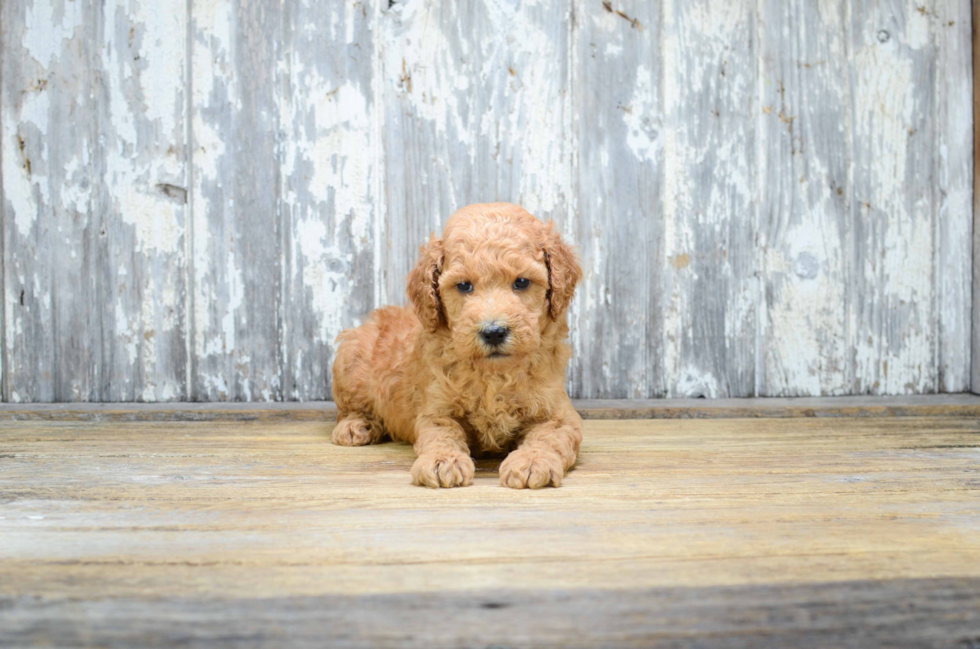 Best Mini Goldendoodle Baby