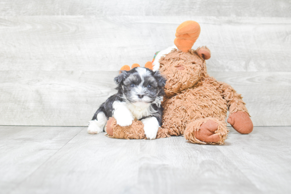 Akc Registered Havanese Baby