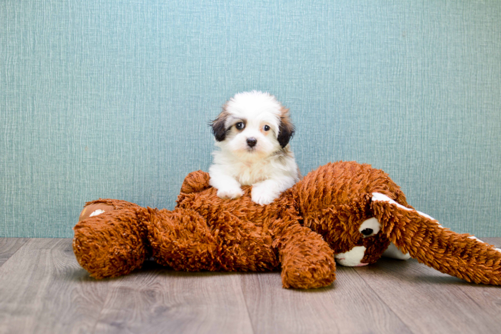 Cute Havanese Purebred Puppy