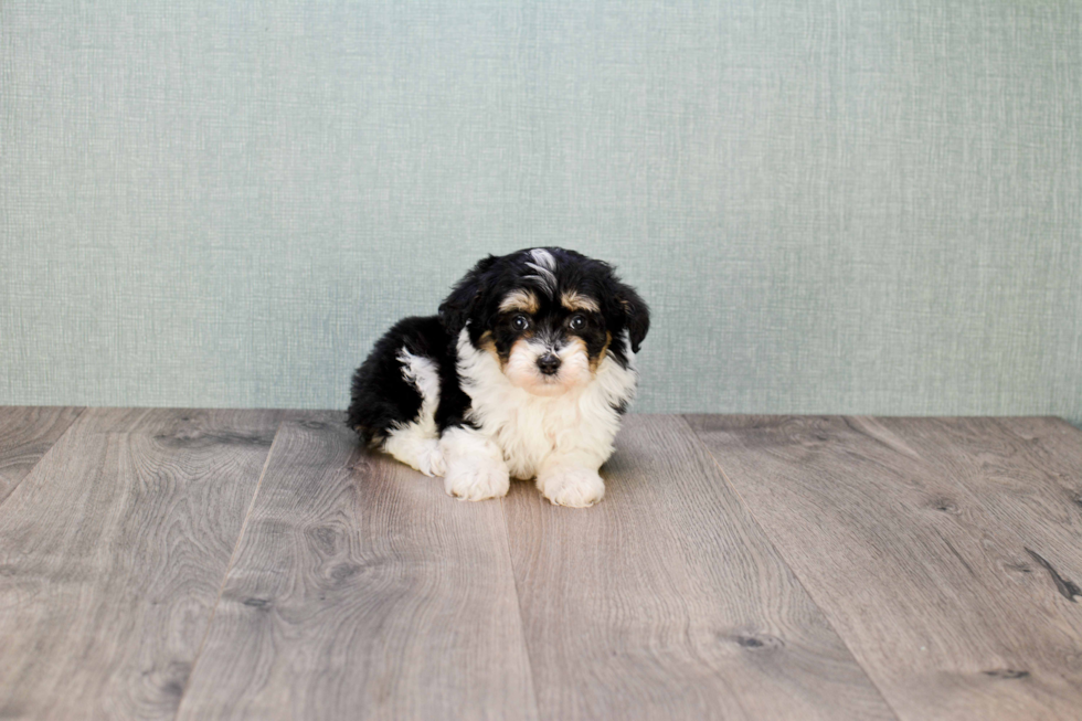 Mini Aussiedoodle Puppy for Adoption