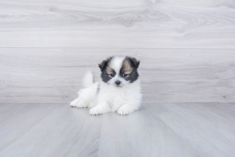 Popular Pomeranian Purebred Pup