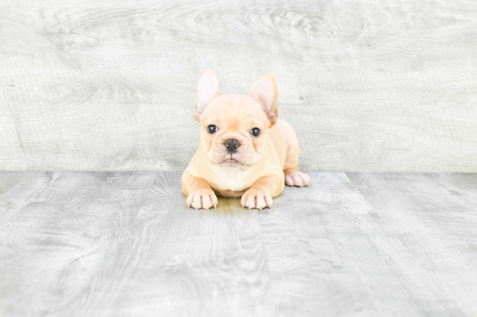 Best French Bulldog Baby