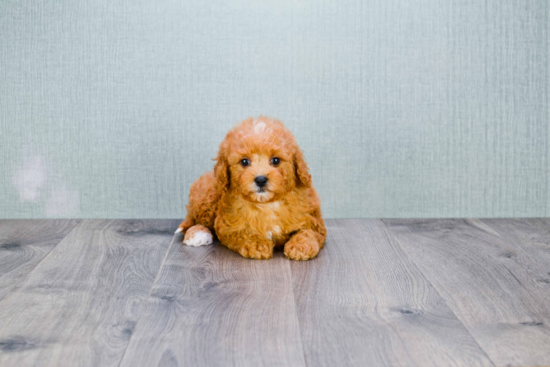 Fluffy Cavapoo Poodle Mix Pup