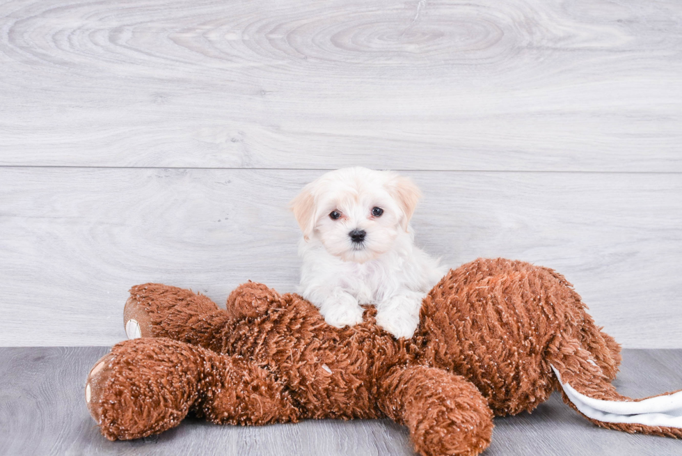 Smart Maltipoo Poodle Mix Pup