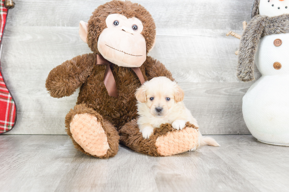 Best Maltipoo Baby