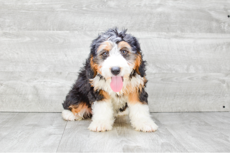 Mini Bernedoodle Puppy for Adoption