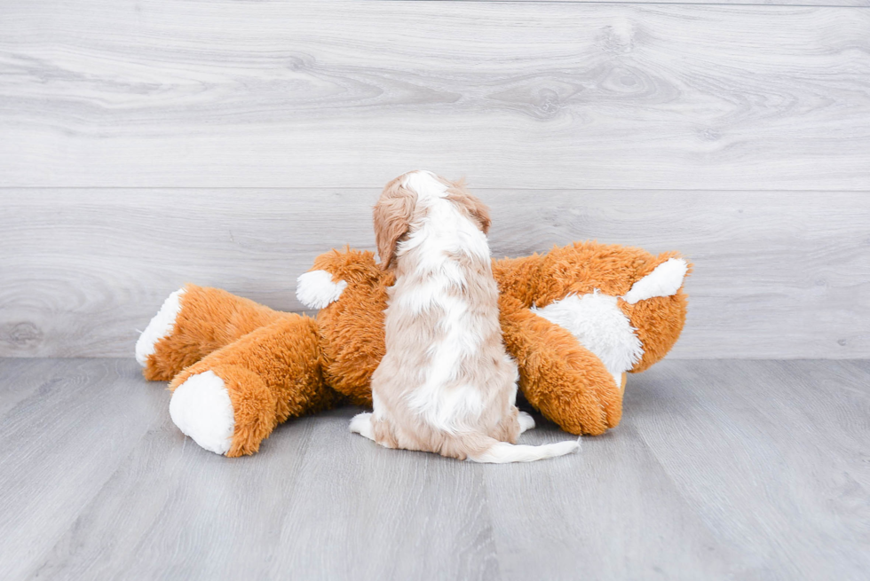 Cavalier King Charles Spaniel Pup Being Cute