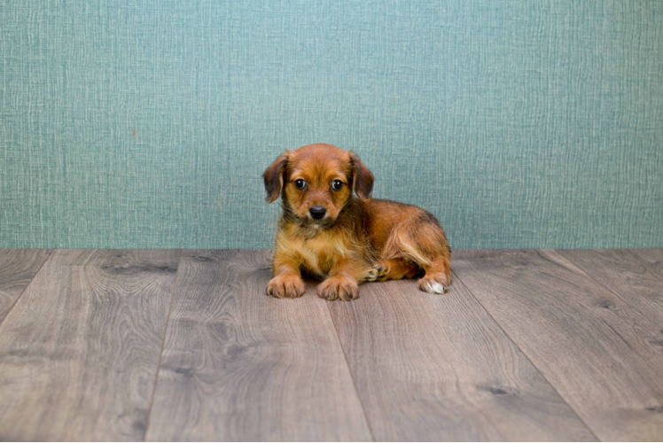 Cute Dorkie Mix Pup