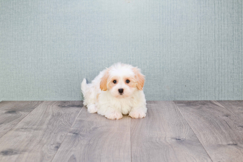 Maltipoo Pup Being Cute