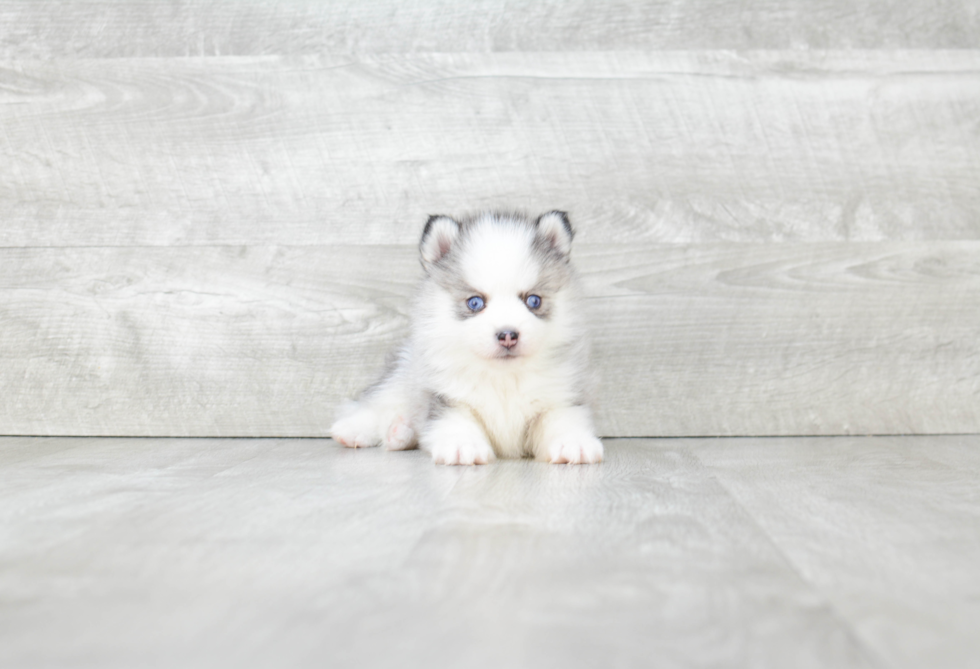 Adorable Mini Husky Designer Puppy