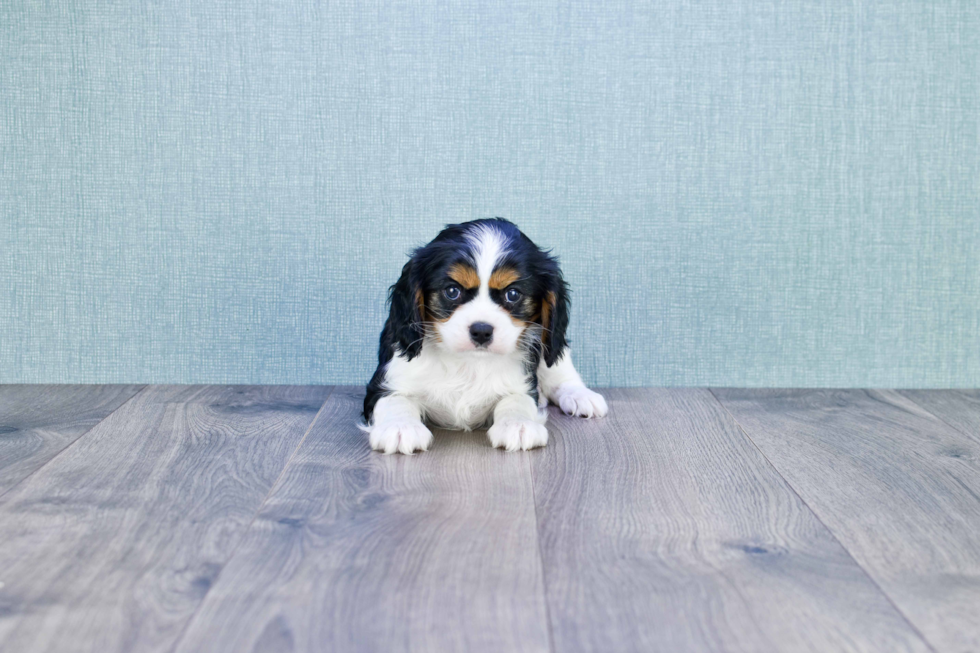 Playful Cavalier King Charles Spaniel Purebred Pup