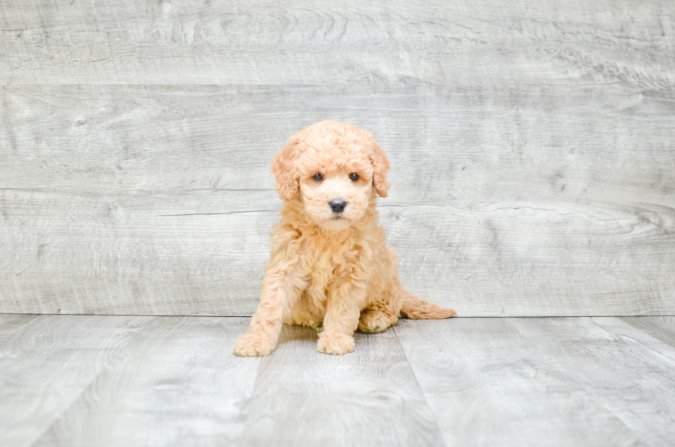 Mini Goldendoodle Puppy for Adoption