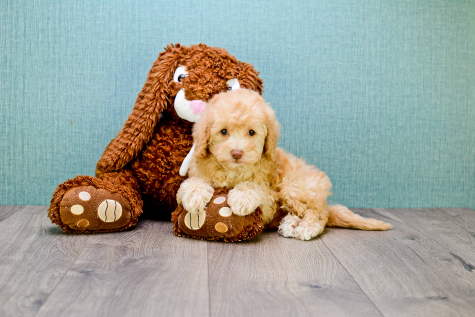 Best Cavapoo Baby