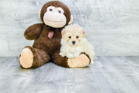 Petite Maltipoo Poodle Mix Pup