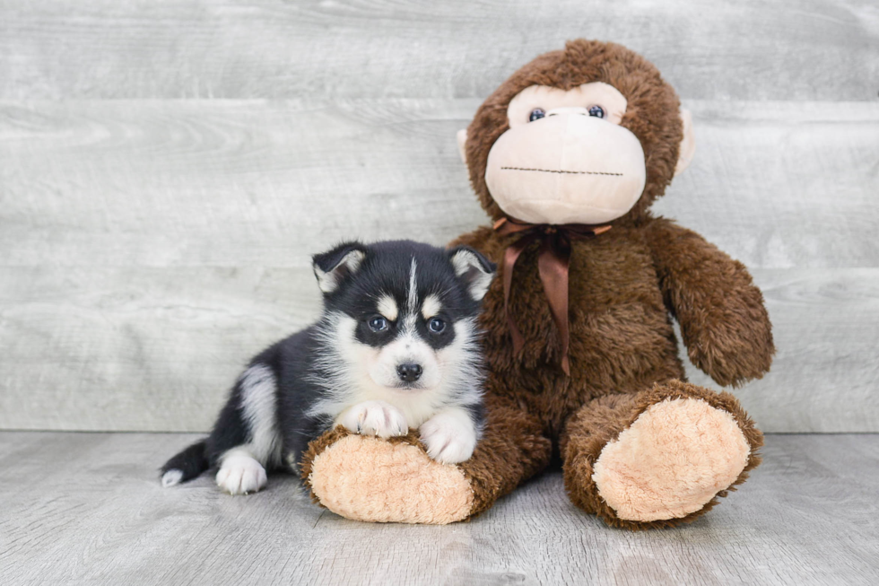 Smart Pomsky Designer Pup