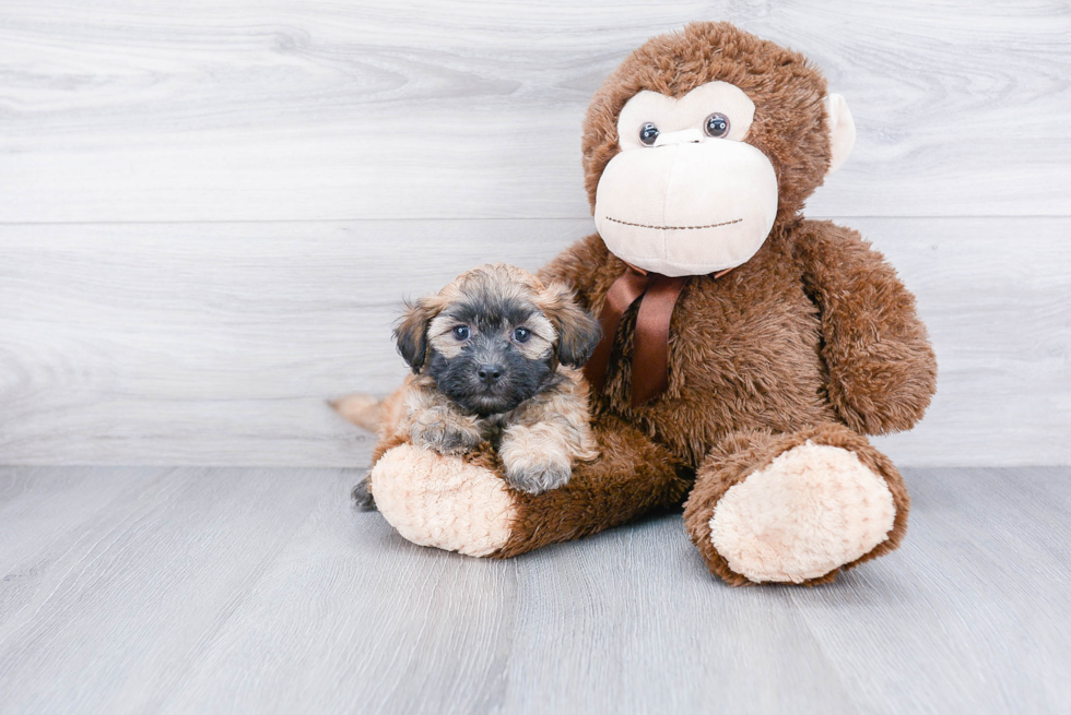 Playful Shit Designer Puppy