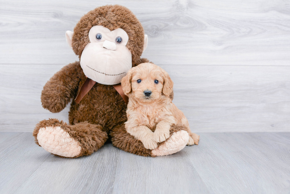 Mini Goldendoodle Pup Being Cute