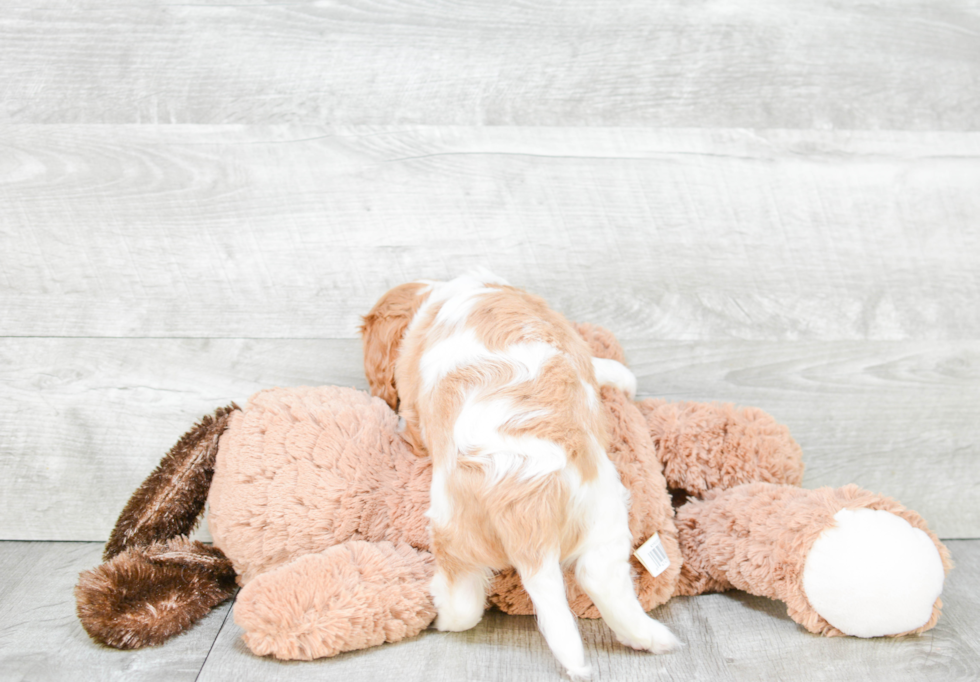 Small Cavalier King Charles Spaniel Purebred Pup