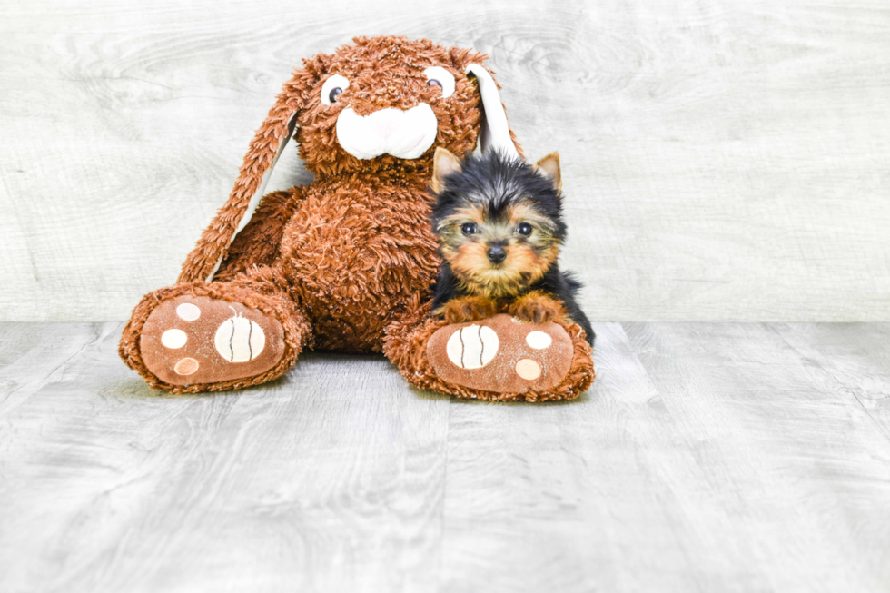 Meet Tinkerbell - our Yorkshire Terrier Puppy Photo 