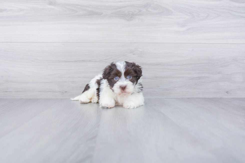 Havanese Puppy for Adoption