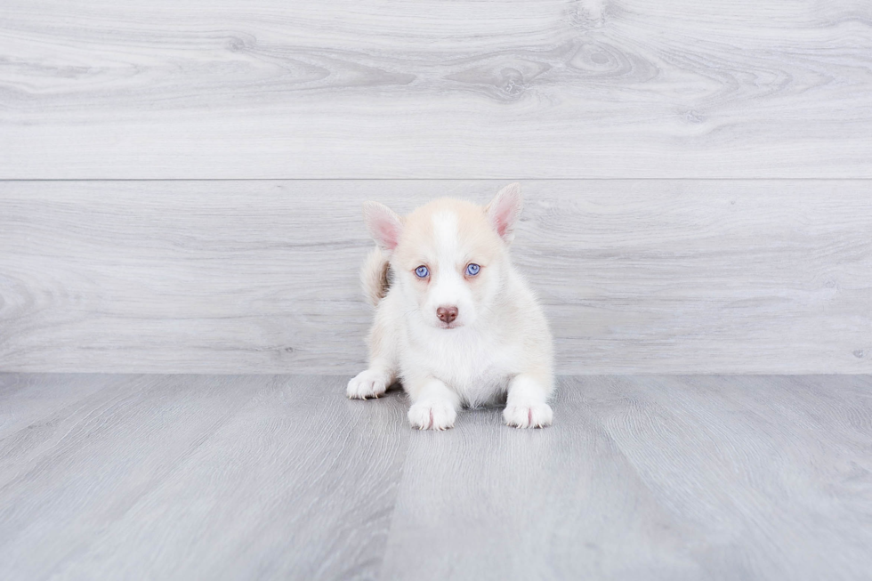 Pomsky Pup Being Cute