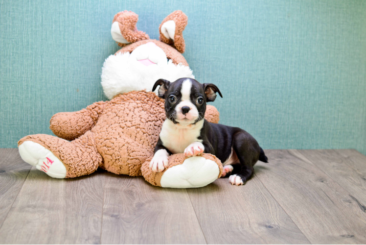 Funny Boston Terrier Baby