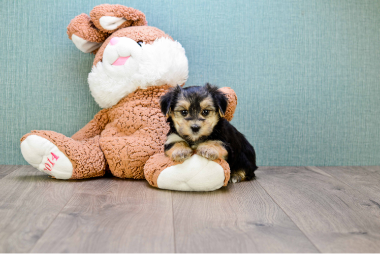 Morkie Pup Being Cute