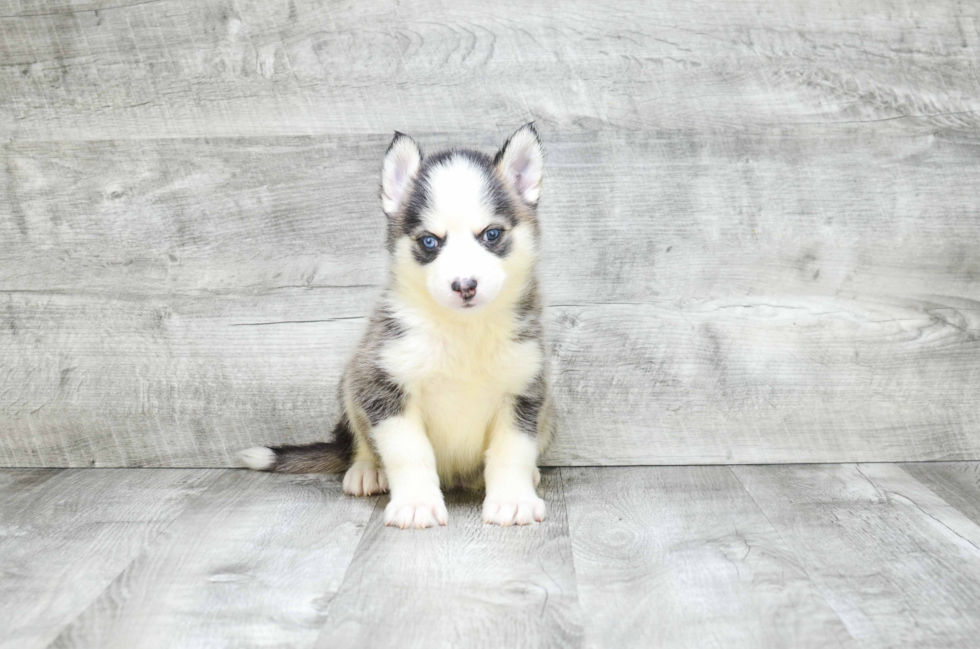 Smart Pomsky Designer Pup