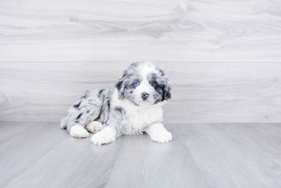 Mini Aussiedoodle Pup Being Cute