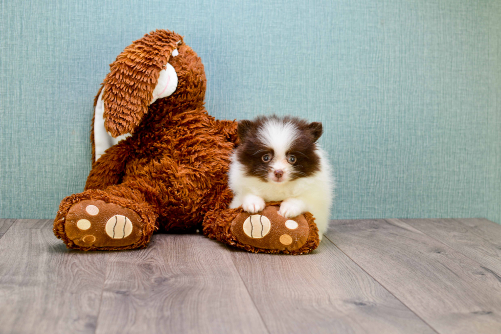 Popular Pomeranian Purebred Pup