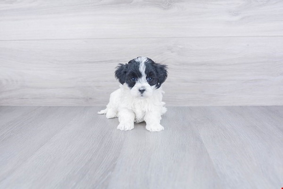 Smart Maltipoo Poodle Mix Pup