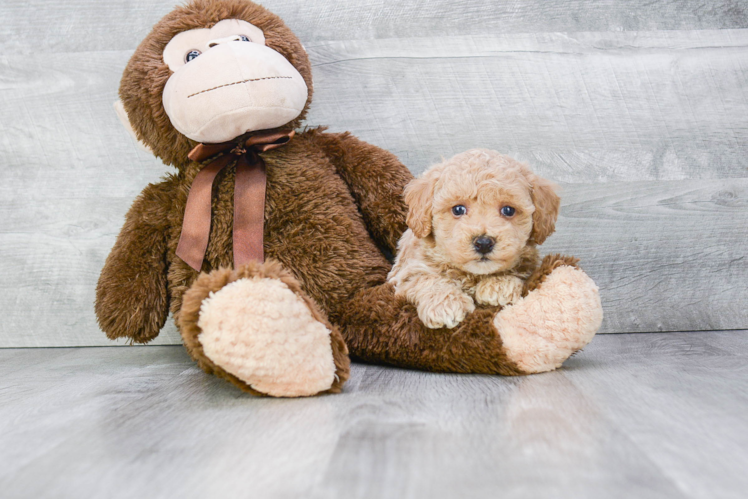 Maltipoo Pup Being Cute