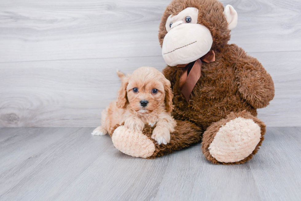 Cavapoo Puppy for Adoption