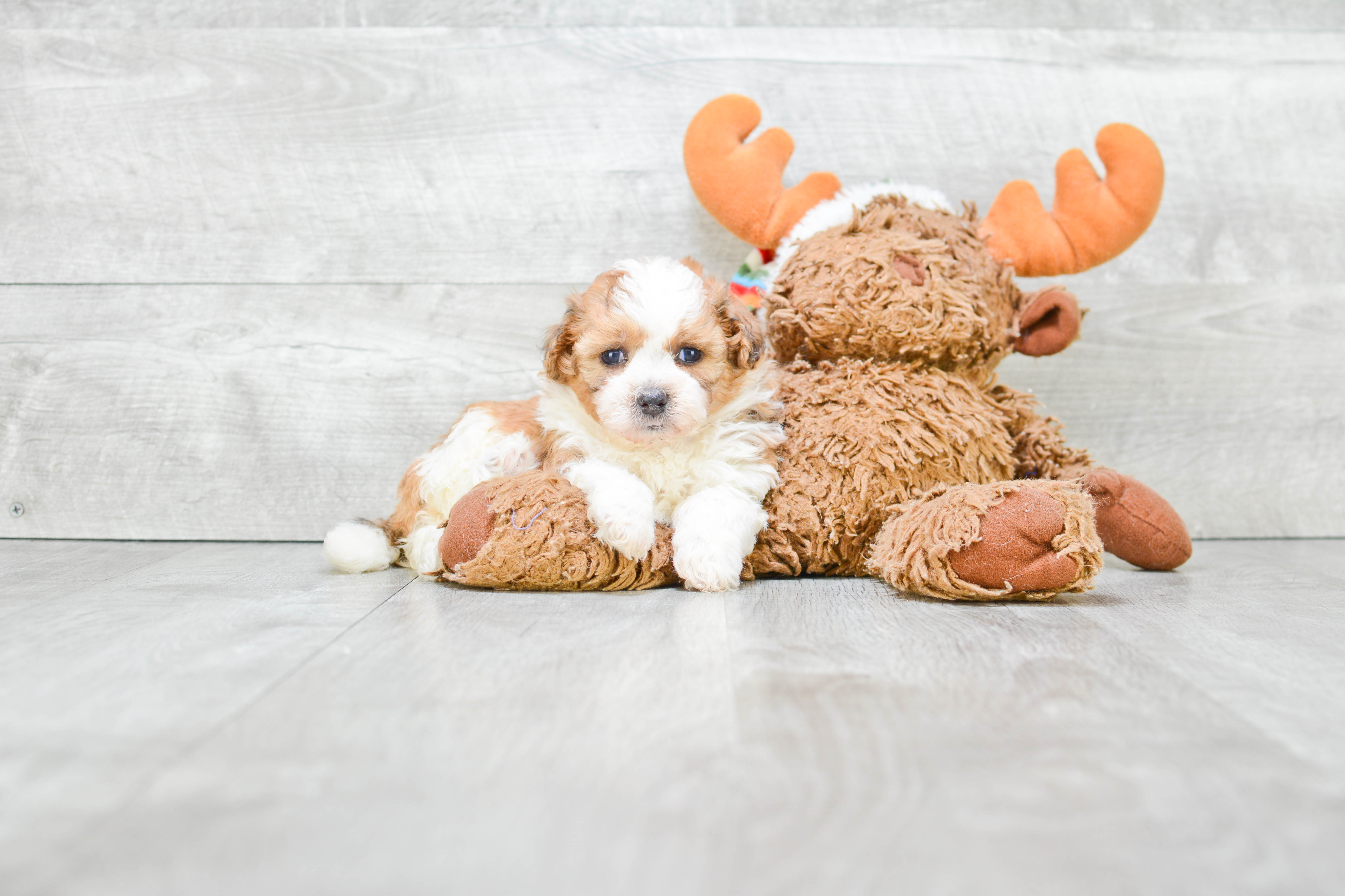 Teddy Bear Pup Being Cute