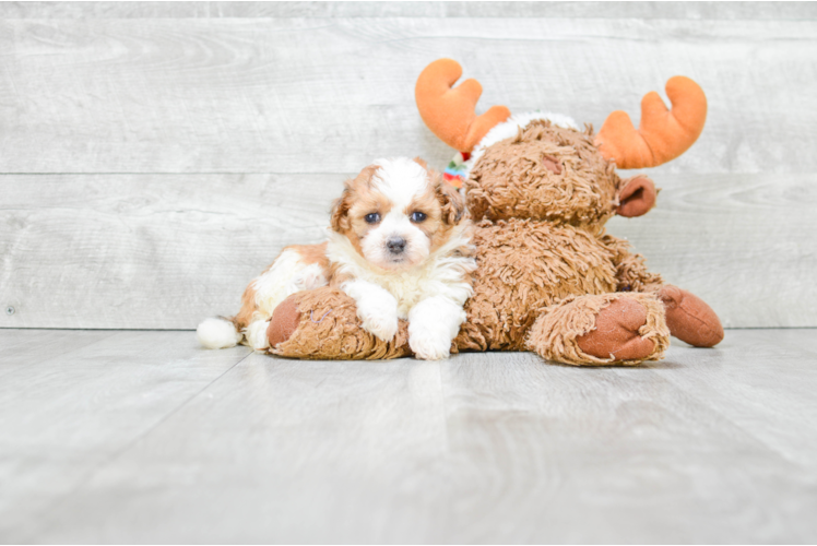 Teddy Bear Pup Being Cute