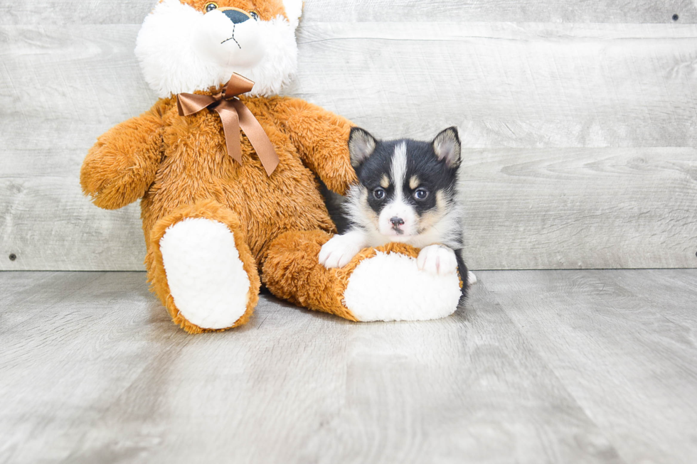 Best Pomsky Baby