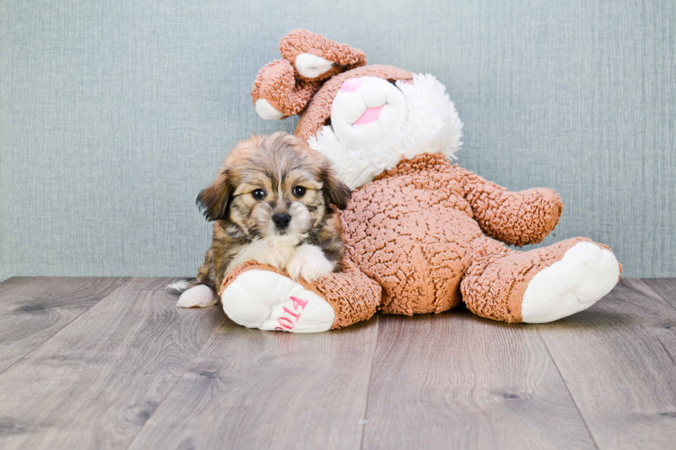 Havanese Pup Being Cute